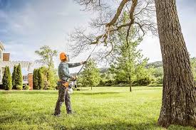 How Our Tree Care Process Works  in  Arcadia, SC