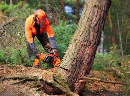 Best Hazardous Tree Removal  in Arcadia, SC