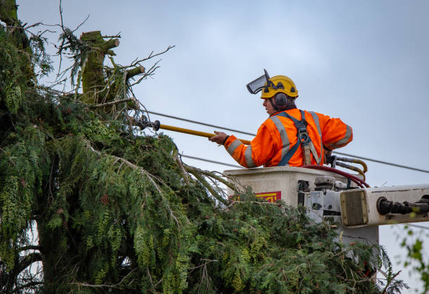 Trusted Arcadia, SC Tree Care Experts