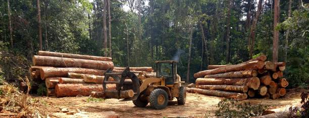 Best Lot and Land Clearing  in Arcadia, SC