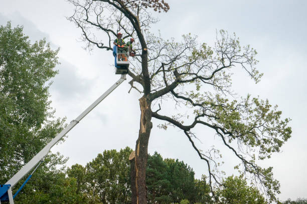 Best Landscape Design and Installation  in Arcadia, SC
