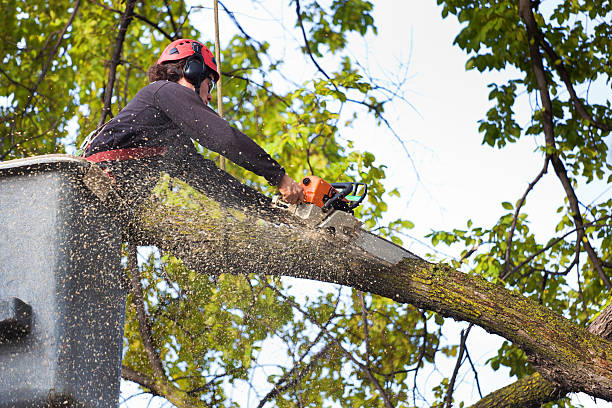 Best Firewood Processing and Delivery  in Arcadia, SC