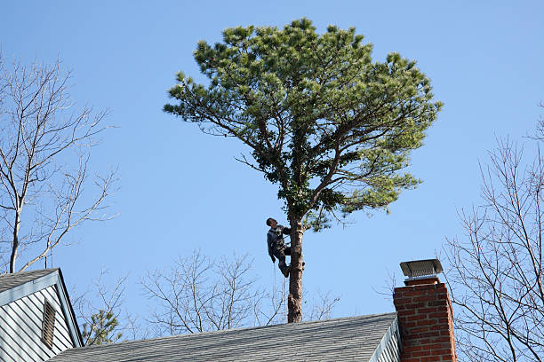 Best Utility Line Clearance  in Arcadia, SC