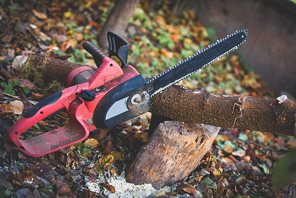 Best Storm Damage Tree Cleanup  in Arcadia, SC
