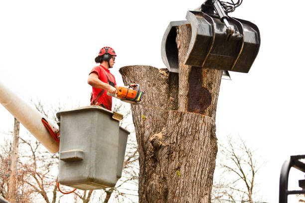 Best Tree Disease Treatment  in Arcadia, SC