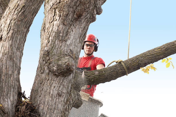 Best Emergency Tree Removal  in Arcadia, SC